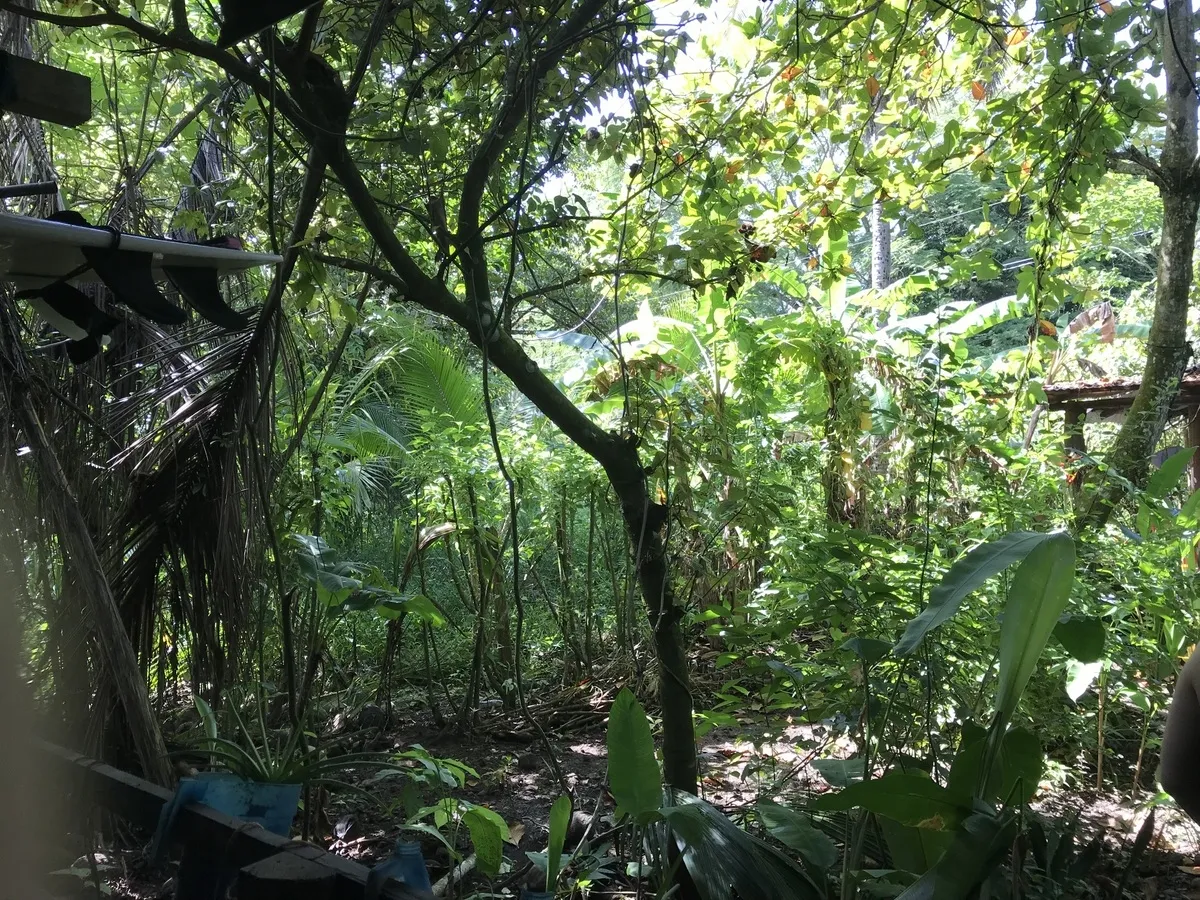 Hostal ecológico en Las Lajas con frondoso jardín de árboles frutales