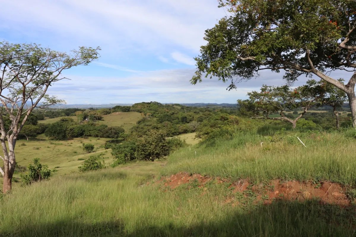 Land/Farm for Sale in Las Tablas