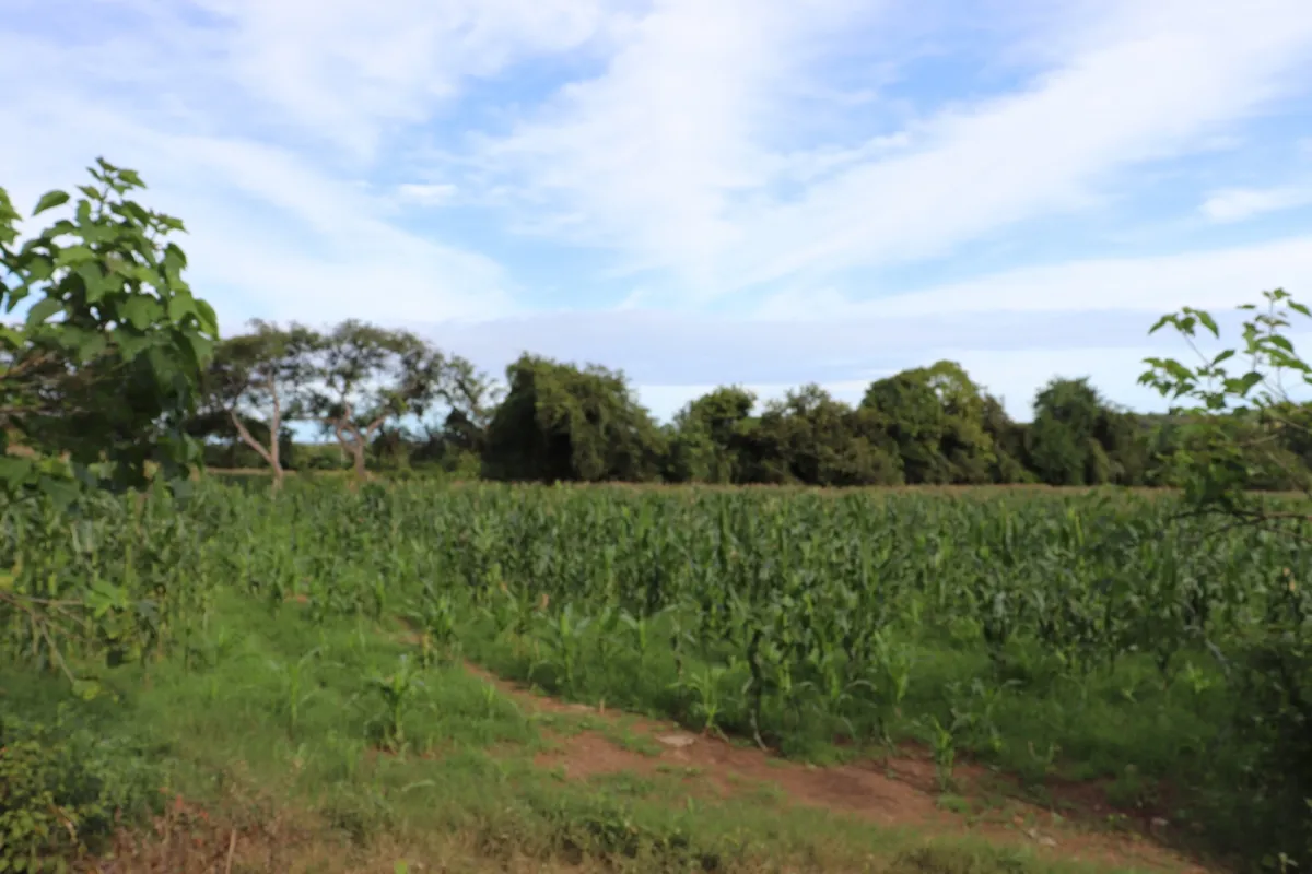 Terreno/Granja en Venta en Las Tablas
