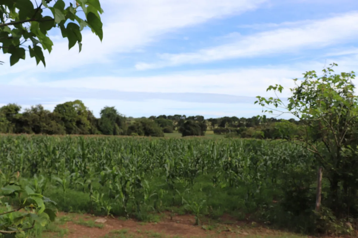 Terreno/Granja en Venta en Las Tablas