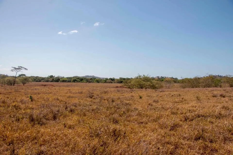 GREAT LAND FOR SALE IN AGUAS BLANCAS, VERAGUAS. OF 55 HECTARES