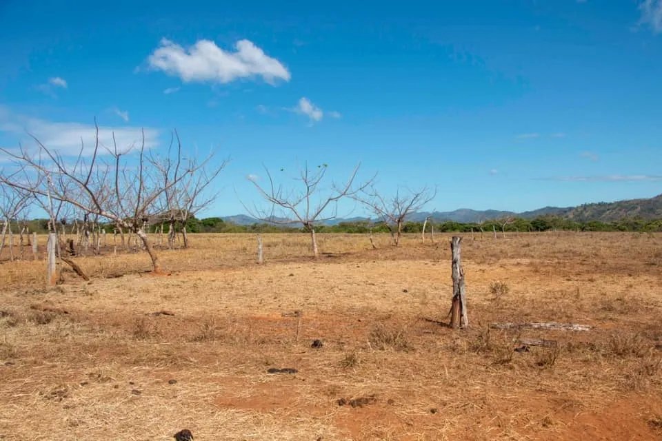 GREAT LAND FOR SALE IN AGUAS BLANCAS, VERAGUAS. OF 55 HECTARES