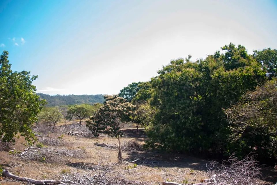 GREAT LAND FOR SALE IN AGUAS BLANCAS, VERAGUAS. OF 55 HECTARES