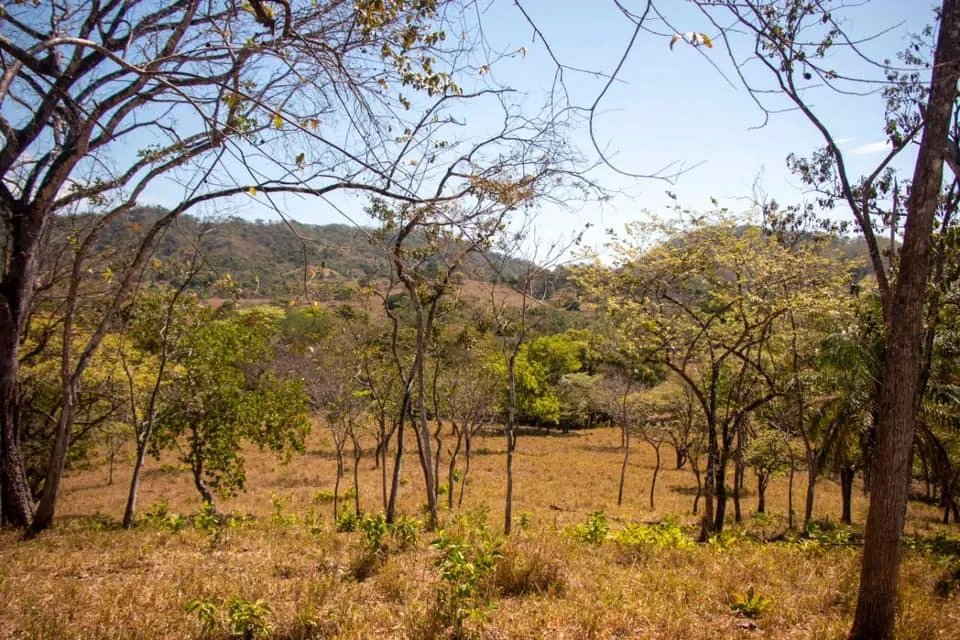 GREAT LAND FOR SALE IN AGUAS BLANCAS, VERAGUAS. OF 55 HECTARES