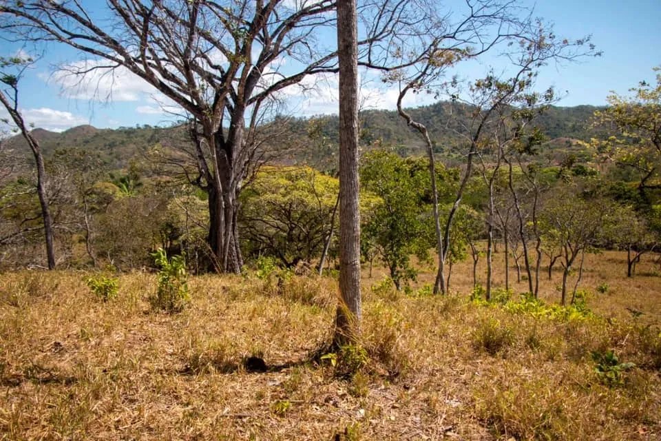 GREAT LAND FOR SALE IN AGUAS BLANCAS, VERAGUAS. OF 55 HECTARES