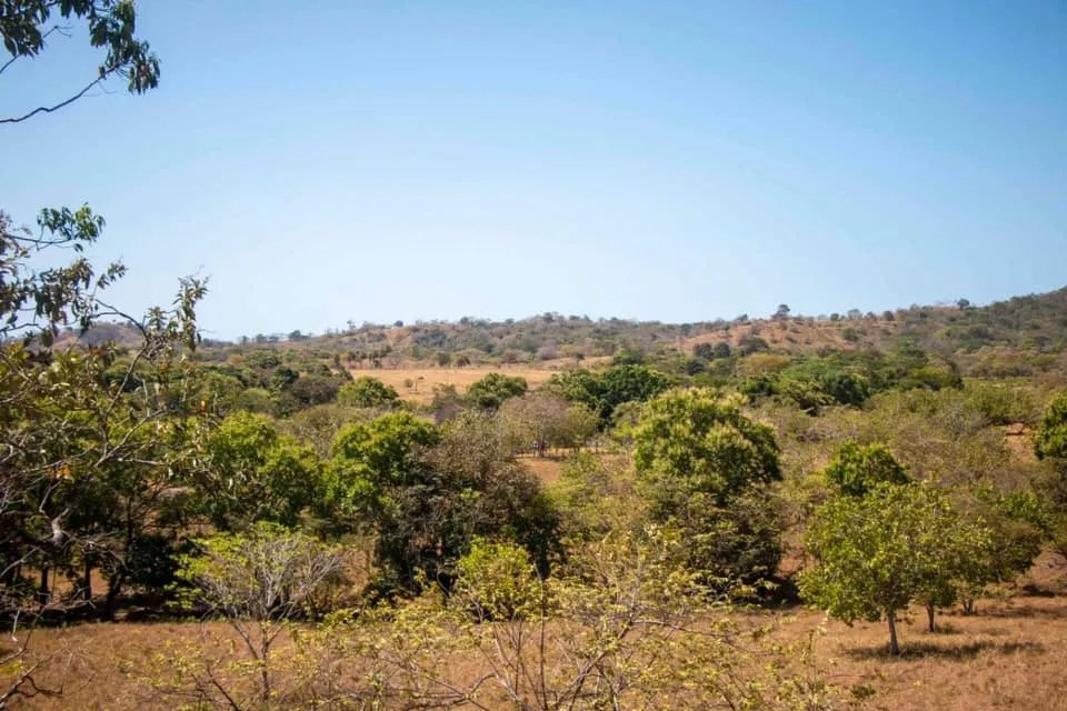 GREAT LAND FOR SALE IN AGUAS BLANCAS, VERAGUAS. OF 55 HECTARES