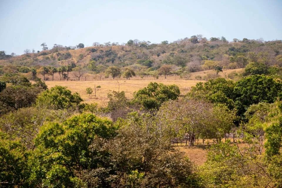 GREAT LAND FOR SALE IN AGUAS BLANCAS, VERAGUAS. OF 55 HECTARES
