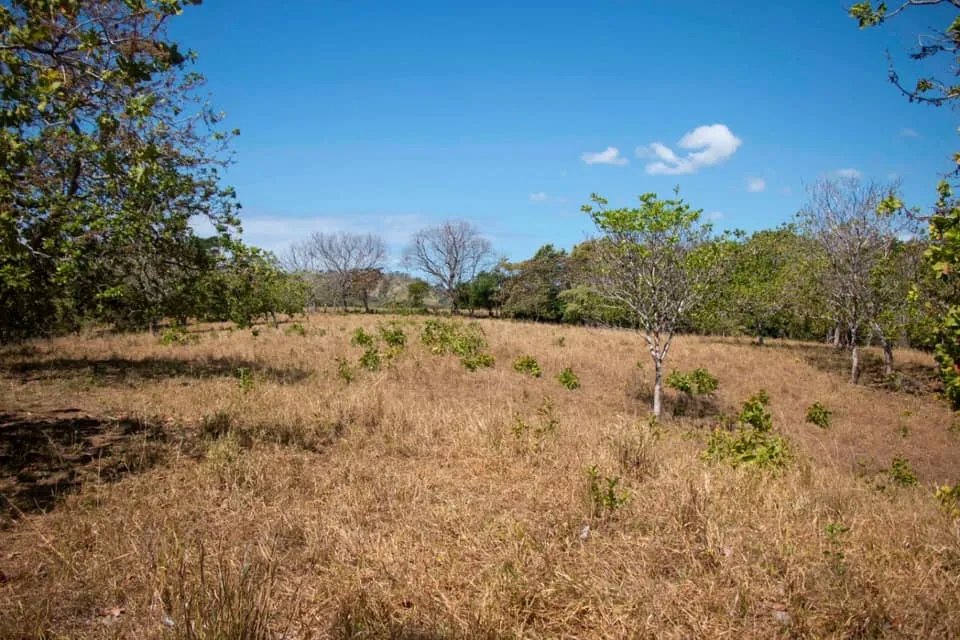 GREAT LAND FOR SALE IN AGUAS BLANCAS, VERAGUAS. OF 55 HECTARES