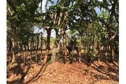 Land for Sale in Lagartero Santa Catalina, Veraguas. Panamá.
