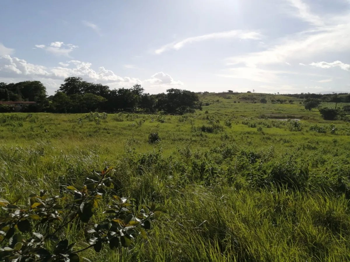 Over 5 hectares near Aguadulce with easy access