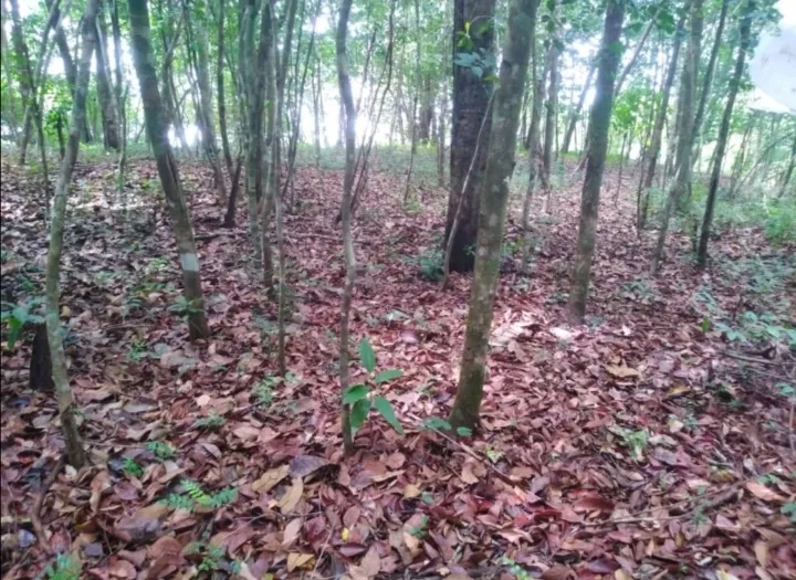 SE VENDE 3 ISLOTES FRENTE A BAHIA ONDA, SONÁ. PERFECTO PARA INVERTIR