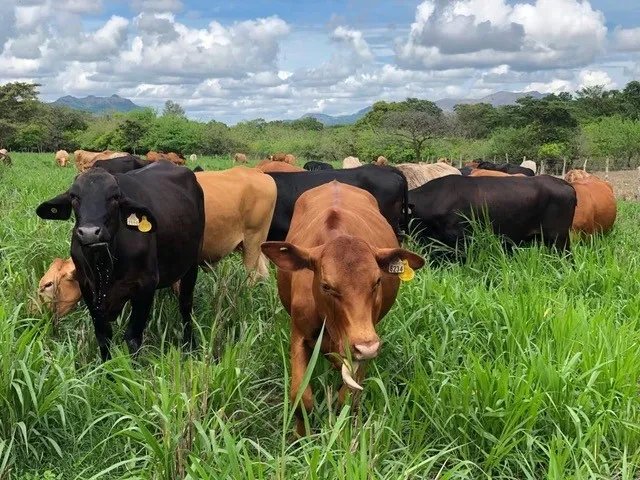 Former beef and Peking duck farm on Rio Grande, Natá, Coclé