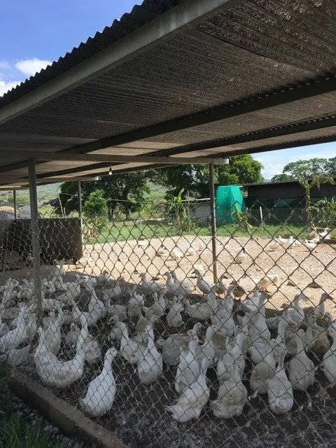 Former beef and Peking duck farm on Rio Grande, Natá, Coclé