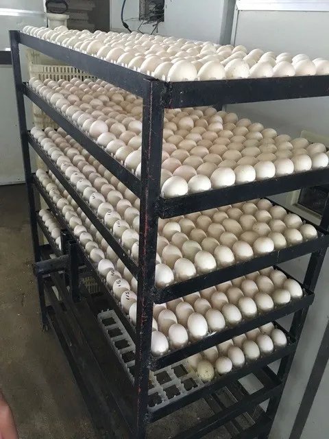 Former beef and Peking duck farm on Rio Grande, Natá, Coclé