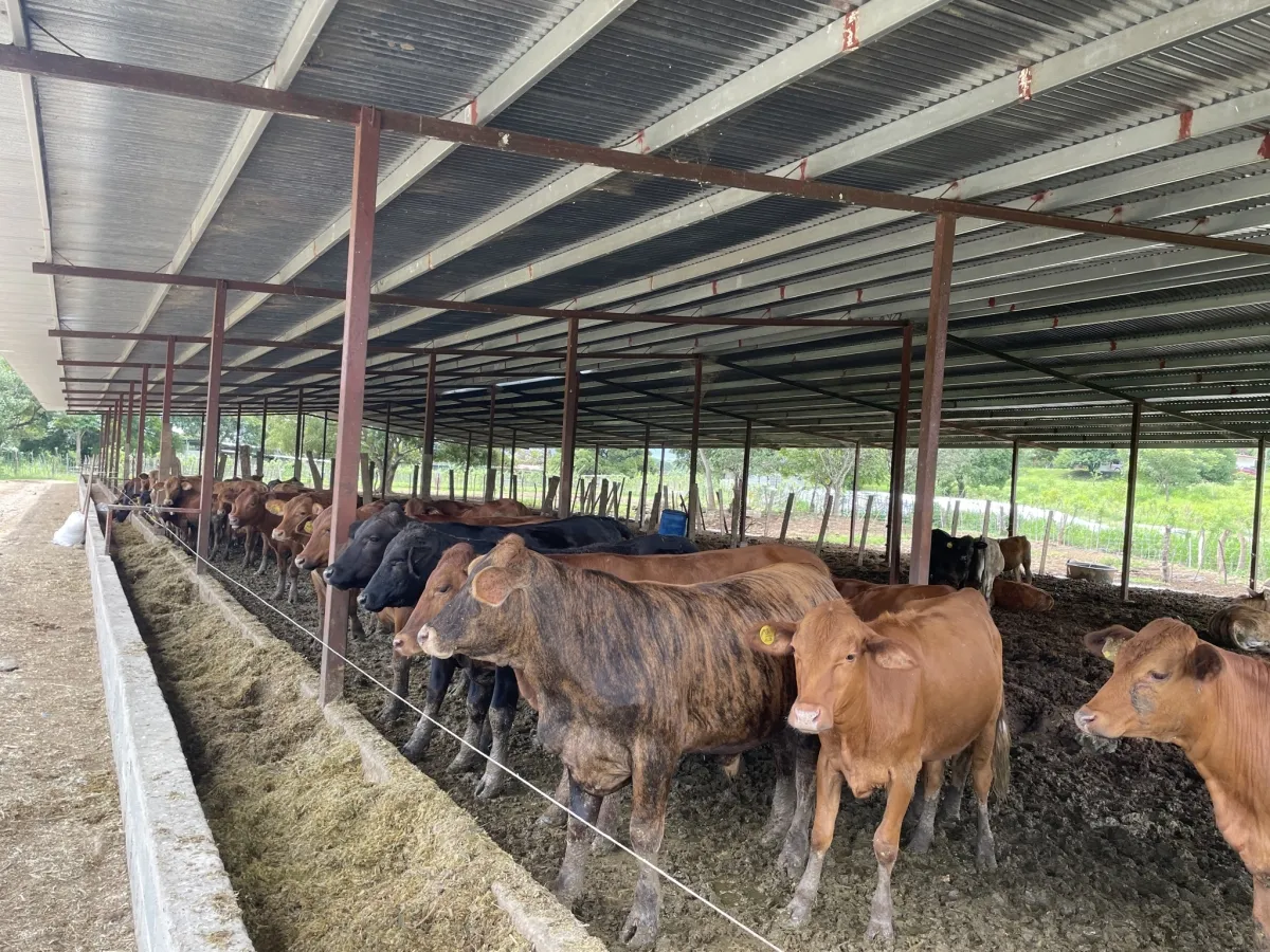 Antigua granja de carne de res y pato de Pekín en Río Grande, Natá, Co...