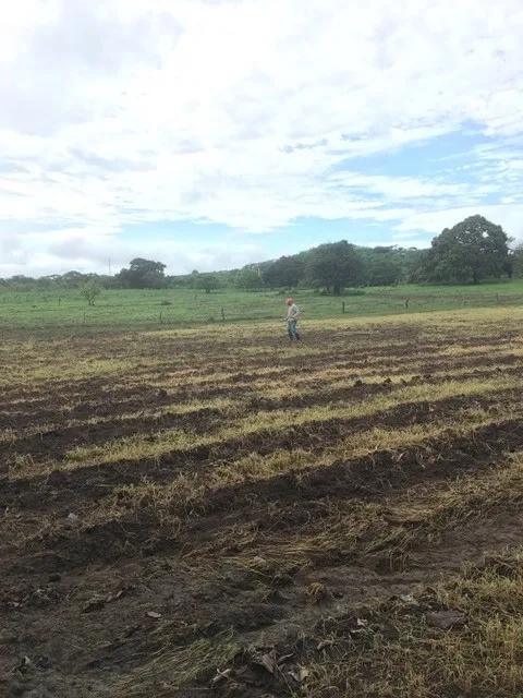 Antigua granja de carne de res y pato de Pekín en Río Grande, Natá, Coclé