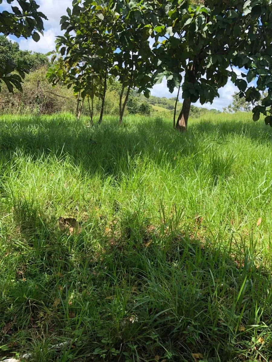 PROPERTY FOR SALE IN LA ONDA, LA PITALOZA, LOS POZOS, HERRERA PROVINCE. 229.808 ACRES 93(HA) OF LAND.