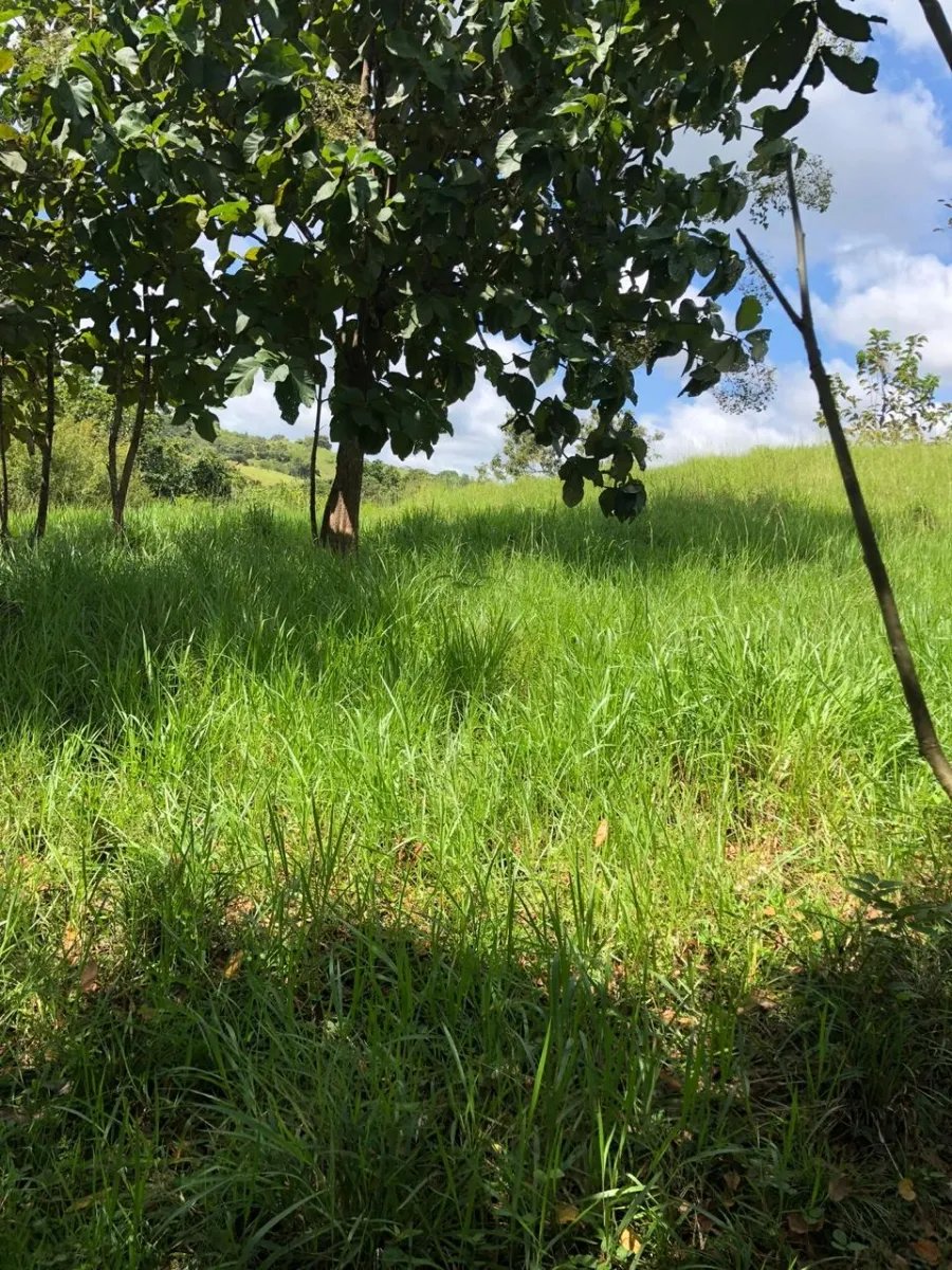 PROPERTY FOR SALE IN LA ONDA, LA PITALOZA, LOS POZOS, HERRERA PROVINCE. 195.213 (79 HA) ACRES OF LAND.