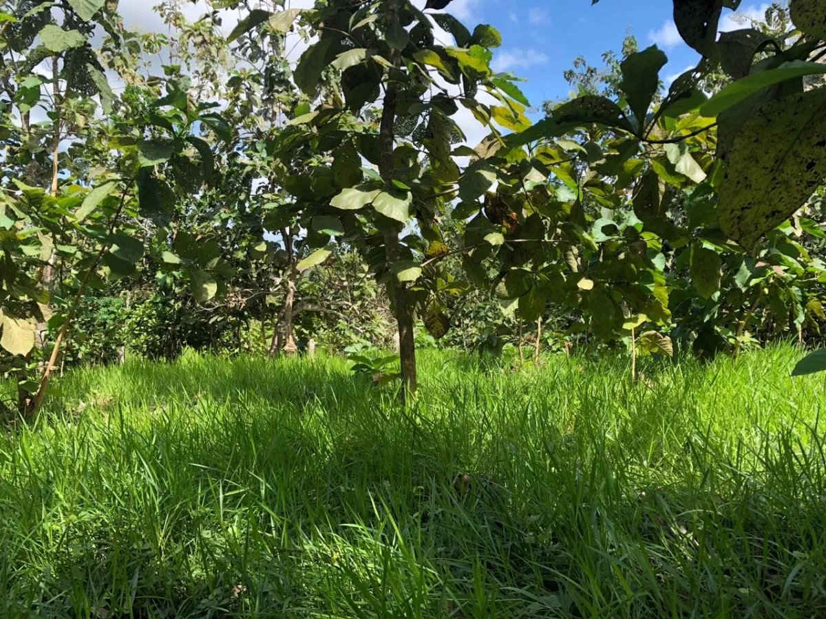PROPERTY FOR SALE IN LA ONDA, LA PITALOZA, LOS POZOS, HERRERA PROVINCE. 168.032 ACRES (68 HA) OF LAND.