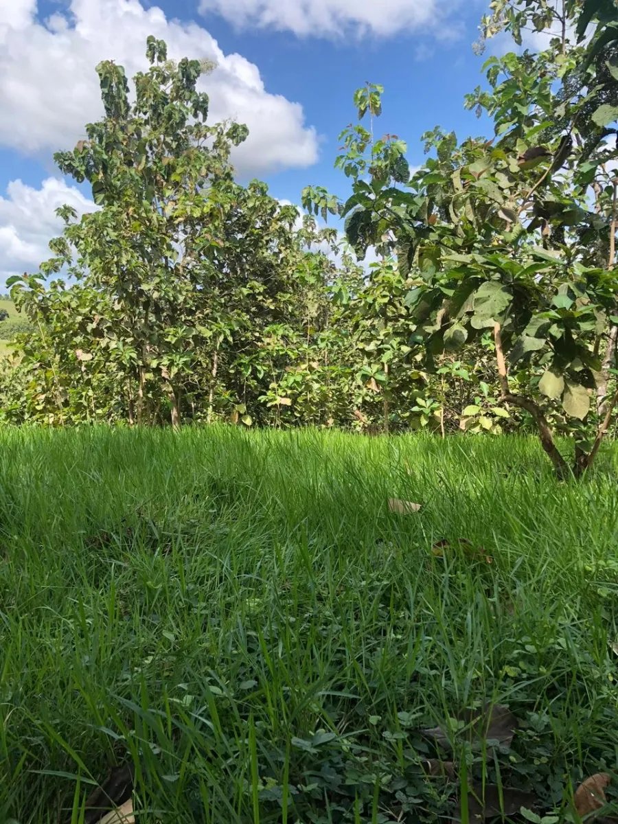 PROPERTY FOR SALE IN LA ONDA, LA PITALOZA, LOS POZOS, HERRERA PROVINCE. 130.965 ACRES (53 HA) OF LAND.