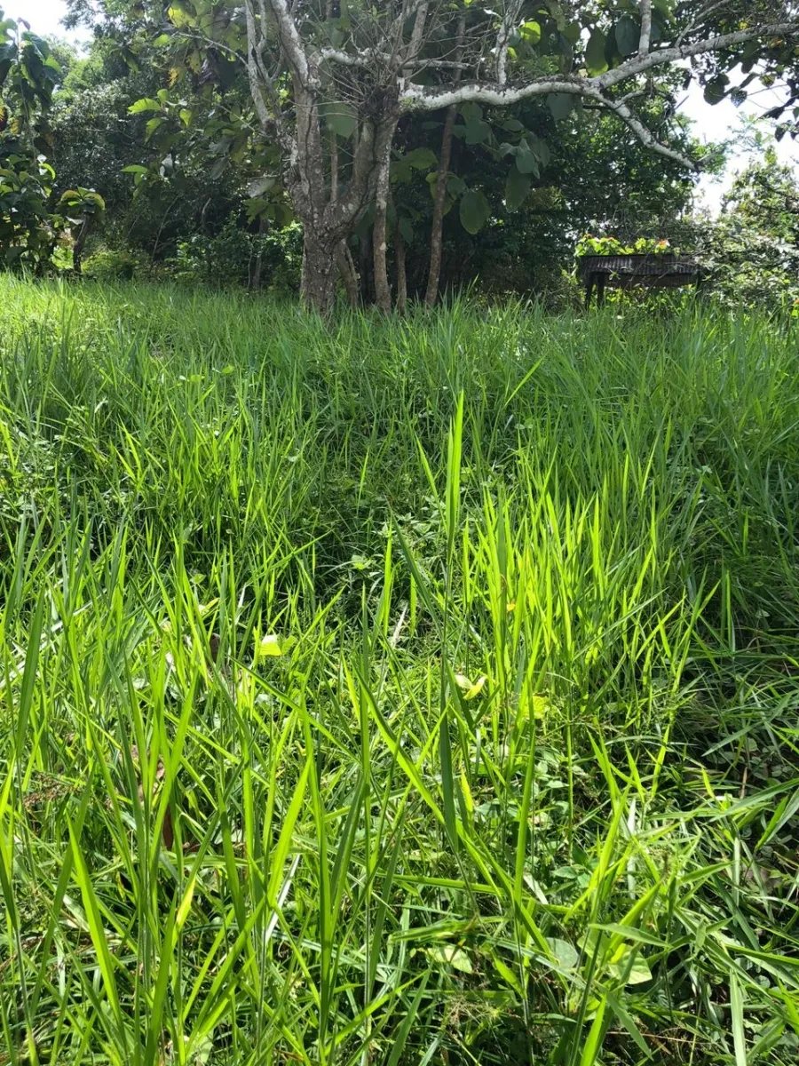 PROPERTY FOR SALE IN LA ONDA, LA PITALOZA, LOS POZOS, HERRERA PROVINCE. 49.42 ACRES (20 HA) OF LAND.