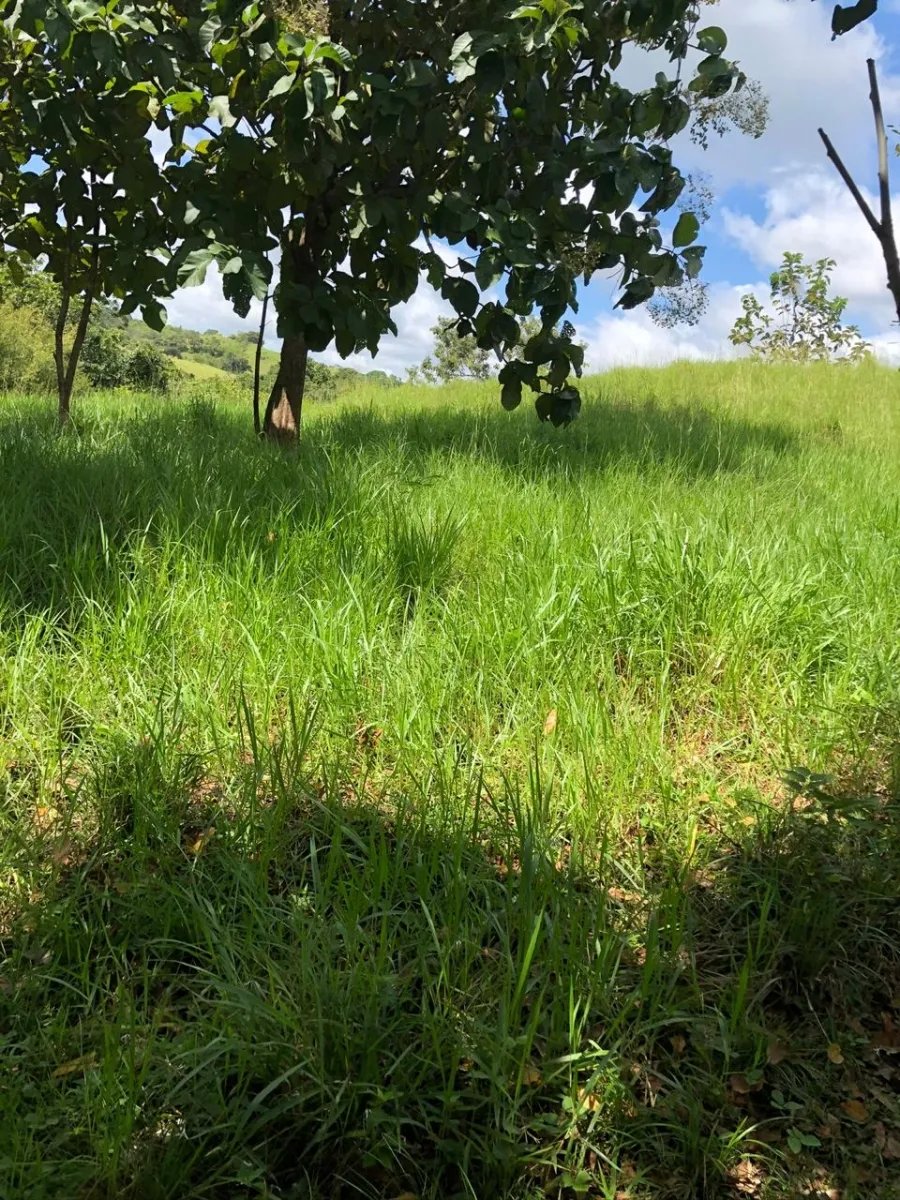 PROPERTY FOR SALE IN LA ONDA, LA PITALOZA, LOS POZOS, HERRERA PROVINCE. 1,356.609 ACRES OF LAND. (549 HA)