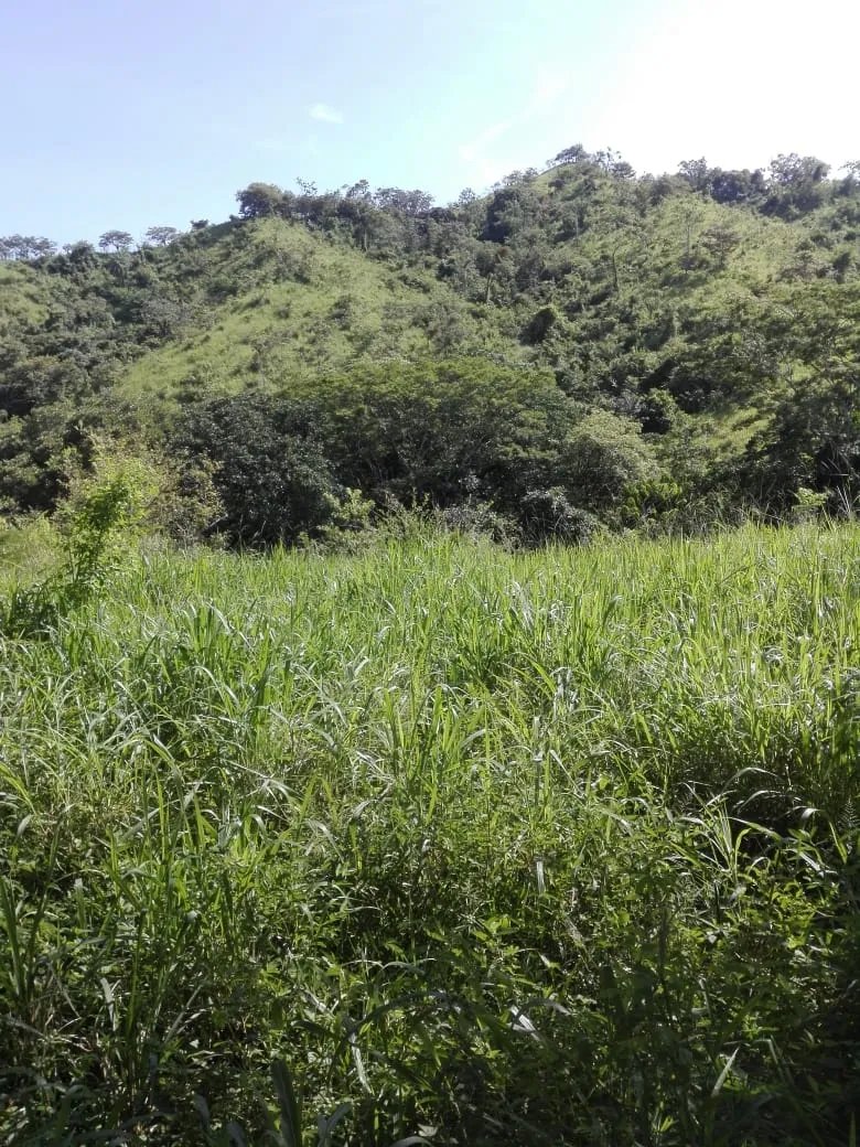 Land for sale in Llano de Piedra, community of Bombachito, Province of...