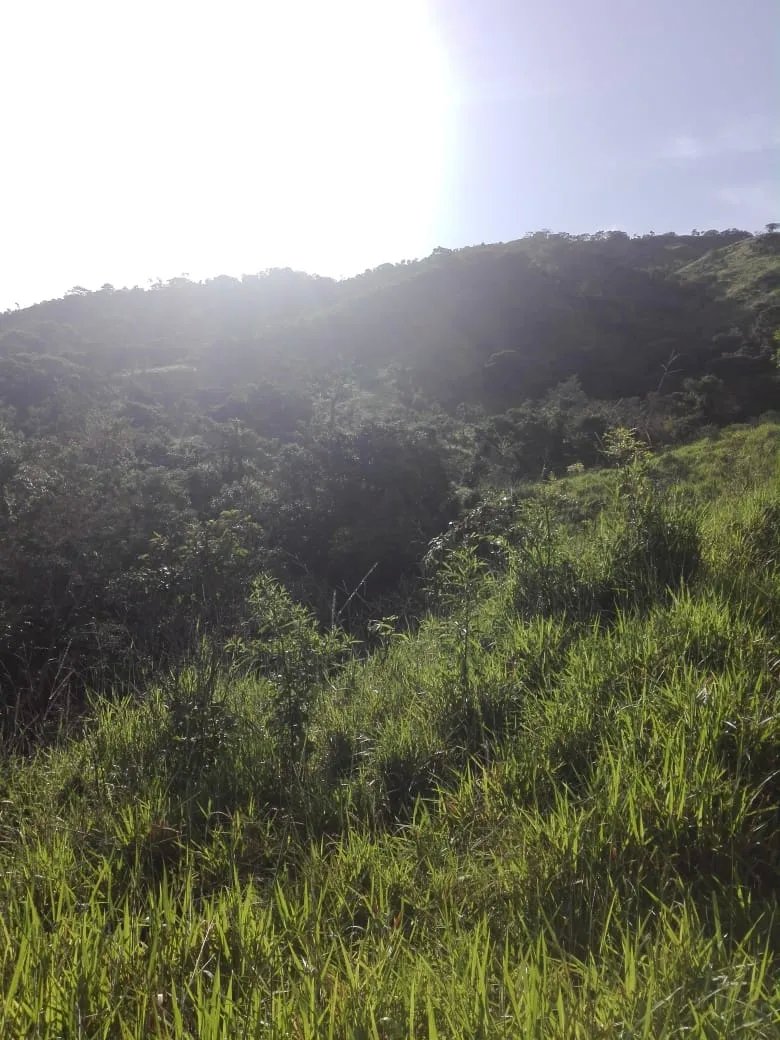 Land for sale in Llano de Piedra, community of Bombachito, Province of Los Santos. 93.90 Acres (38 HA).