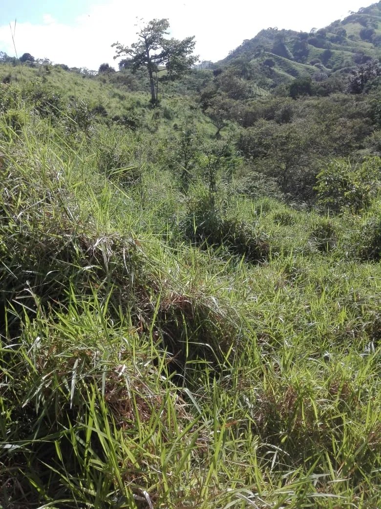 Land for sale in Llano de Piedra, community of Bombachito, Province of Los Santos. 93.90 Acres (38 HA).