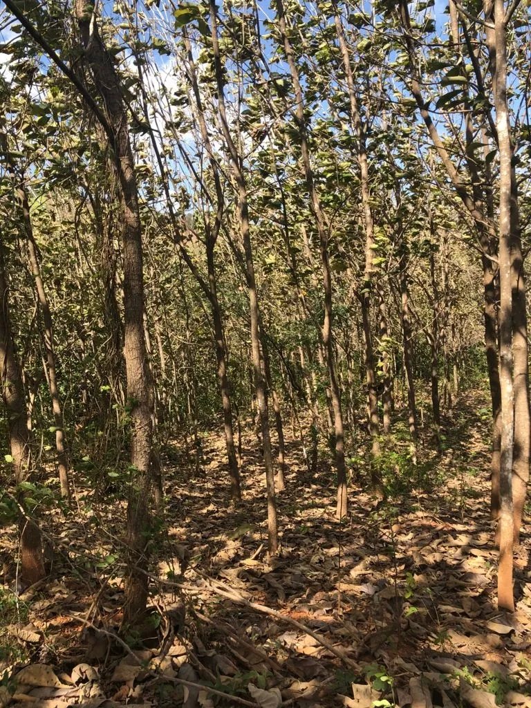 Land for sale in Llano de Piedra, community of Bombachito, Province of...