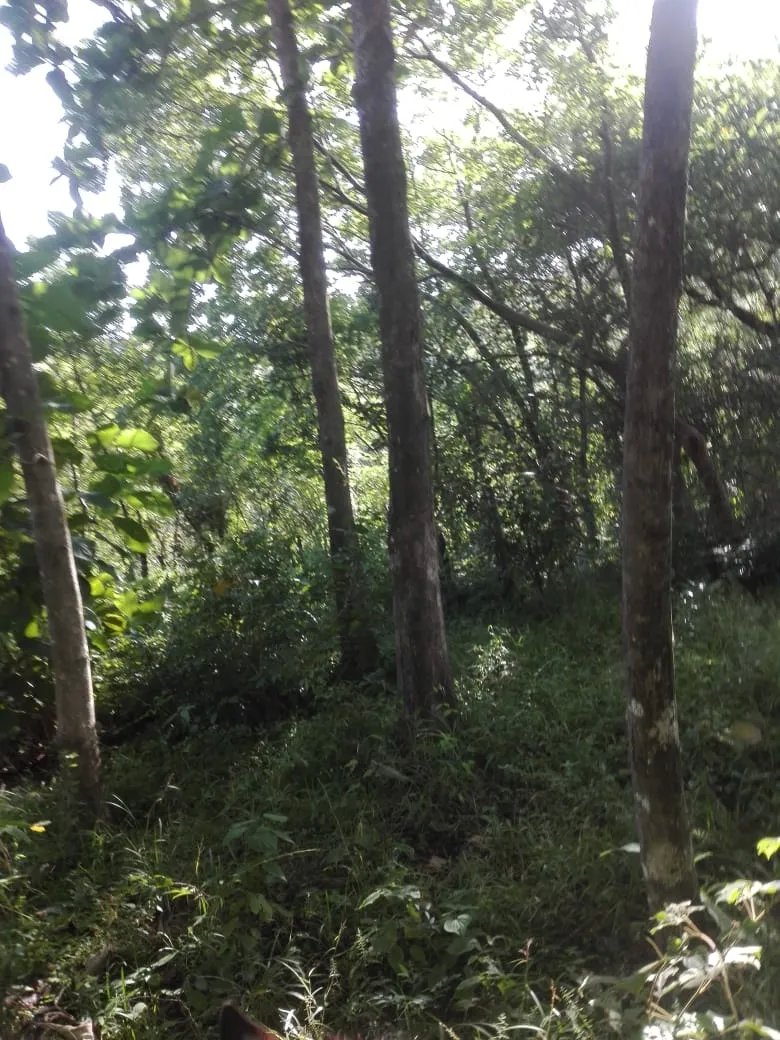 Land for sale in Llano de Piedra, community of Bombachito, Province of Los Santos. 135.90 Acres (55 HA).
