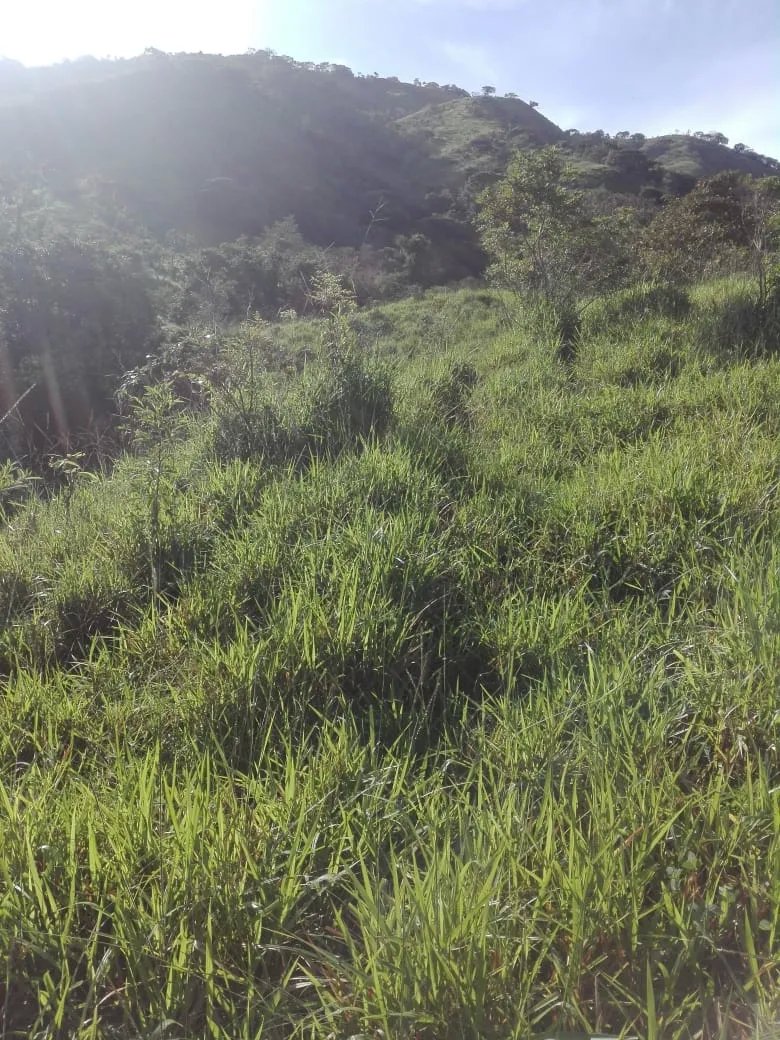 Land for sale in Llano de Piedra, community of Bombachito, Province of Los Santos. 135.90 Acres (55 HA).