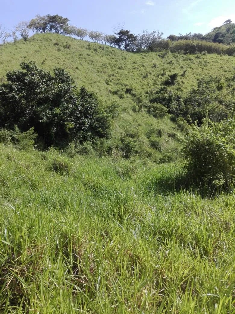 Land for sale in Llano de Piedra, community of Bombachito, Province of Los Santos. 135.90 Acres (55 HA).