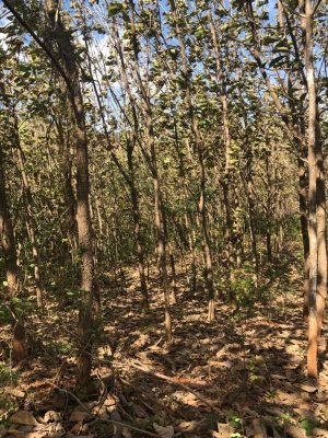 Land for sale in Llano de Piedra, commun...