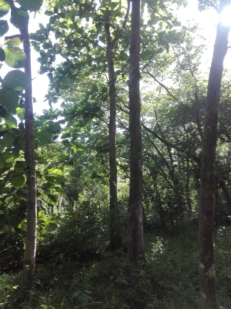 Land for sale in Llano de Piedra, community of Bombachito, Province of Los Santos. 24.710Acres (10 HA).
