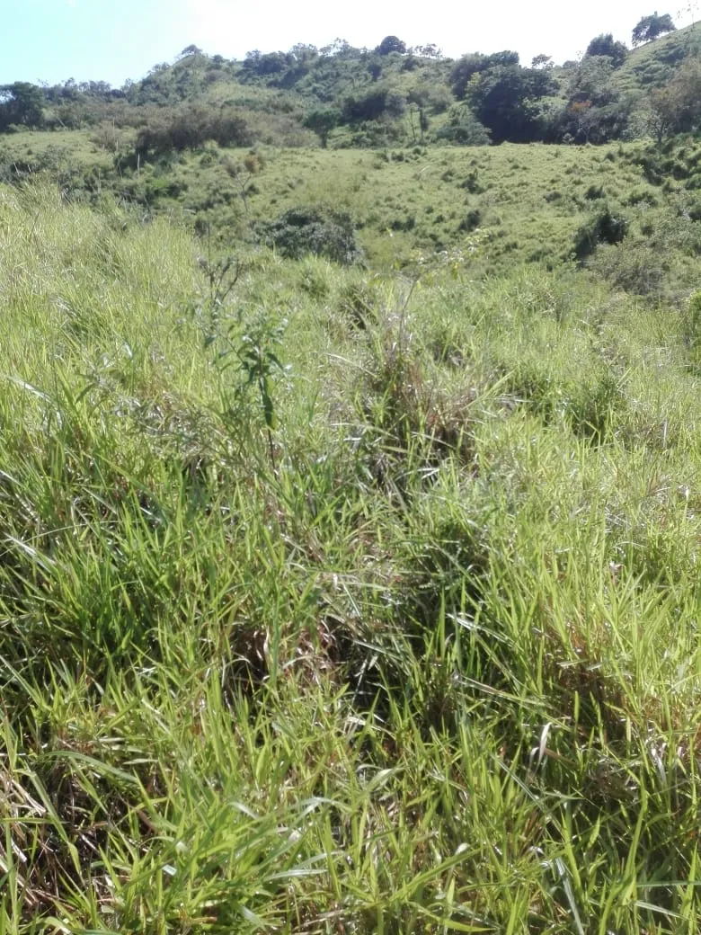 Terreno/Granja en Venta en Los Santos