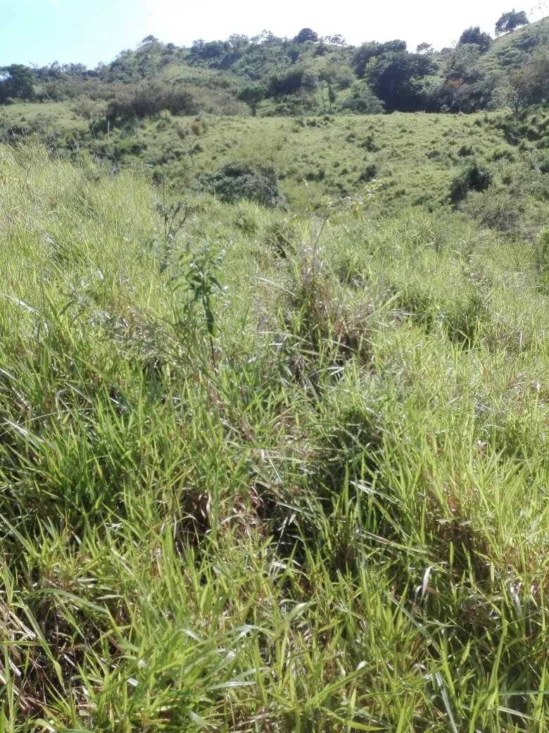Land for sale FULL GLOBE; In Llano de Piedra, community of Bombachito,...