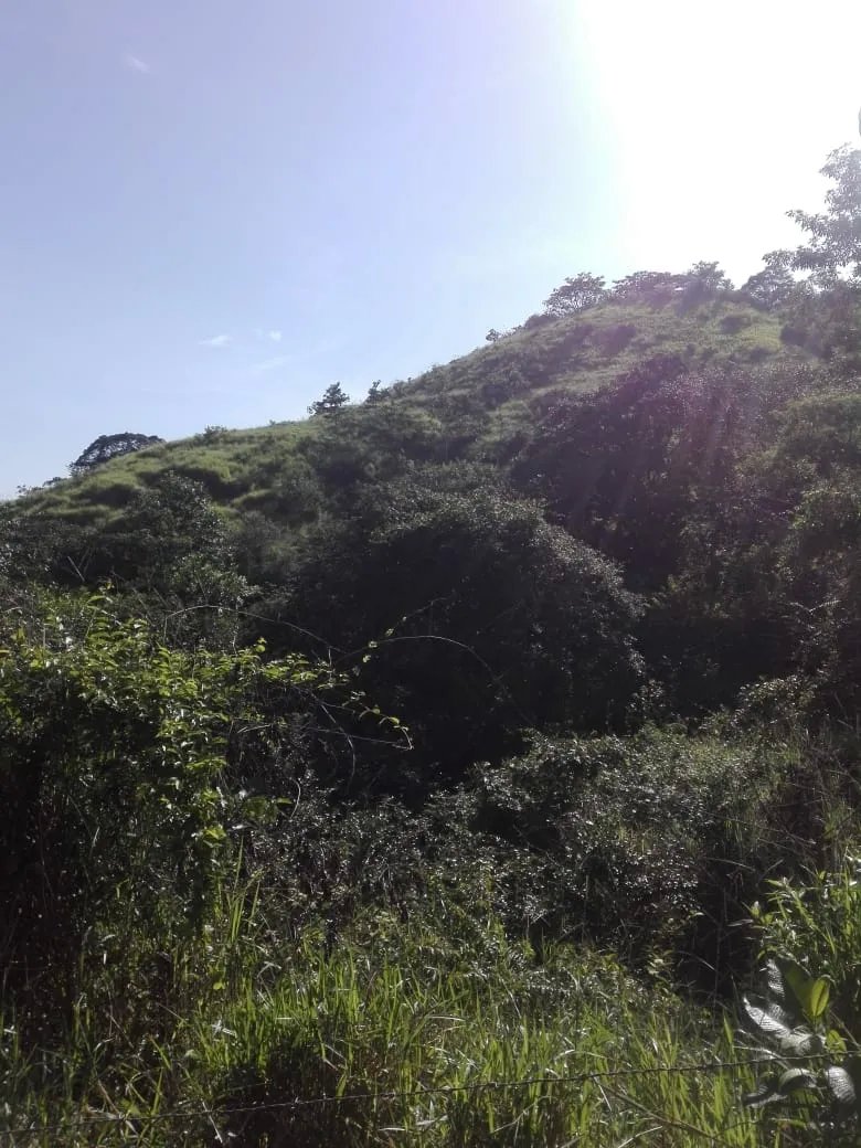 Land for sale FULL GLOBE; In Llano de Piedra, community of Bombachito, Province of Los Santos. 254.518 Acres (103 HA).