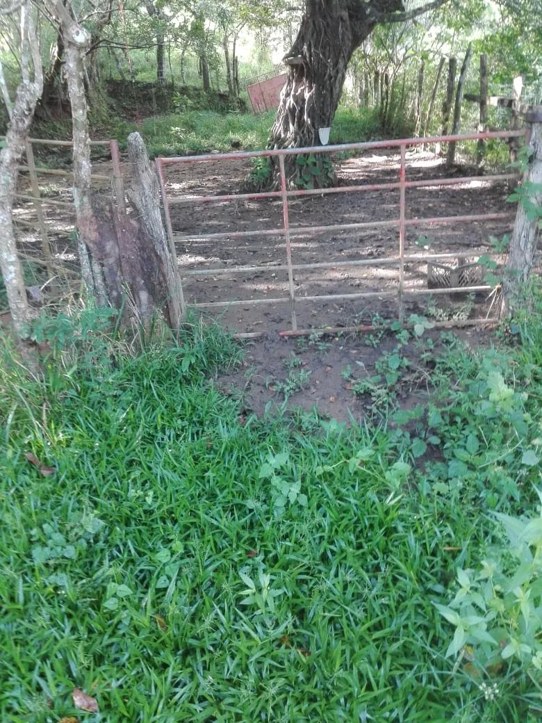 Land for sale FULL GLOBE; In Llano de Piedra, community of Bombachito, Province of Los Santos. 254.518 Acres (103 HA).
