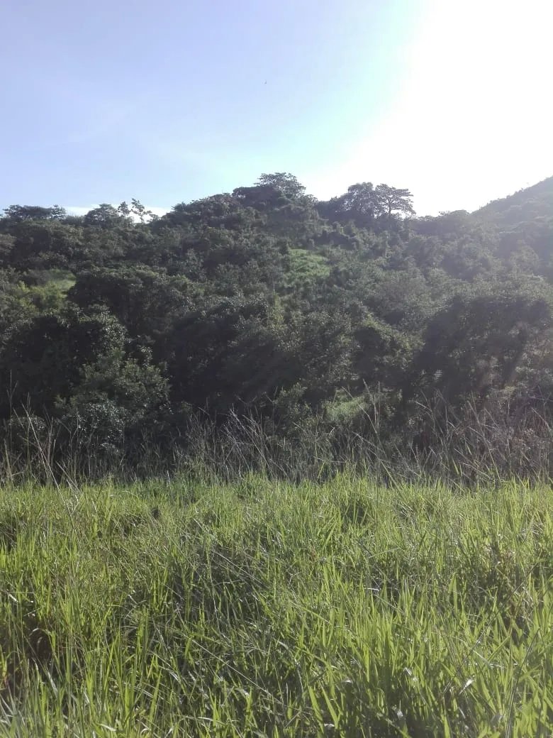 Land for sale FULL GLOBE; In Llano de Piedra, community of Bombachito, Province of Los Santos. 254.518 Acres (103 HA).