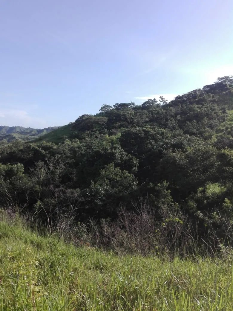 Land for sale FULL GLOBE; In Llano de Piedra, community of Bombachito, Province of Los Santos. 254.518 Acres (103 HA).