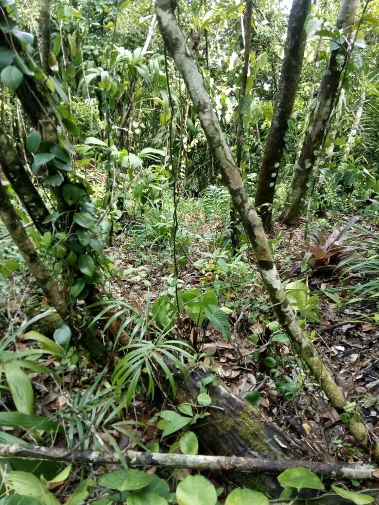 OCEAN FRONT PROPERTY FOR SALE, IN THE REGION OF CALOVEBORA, VERAGUAS.