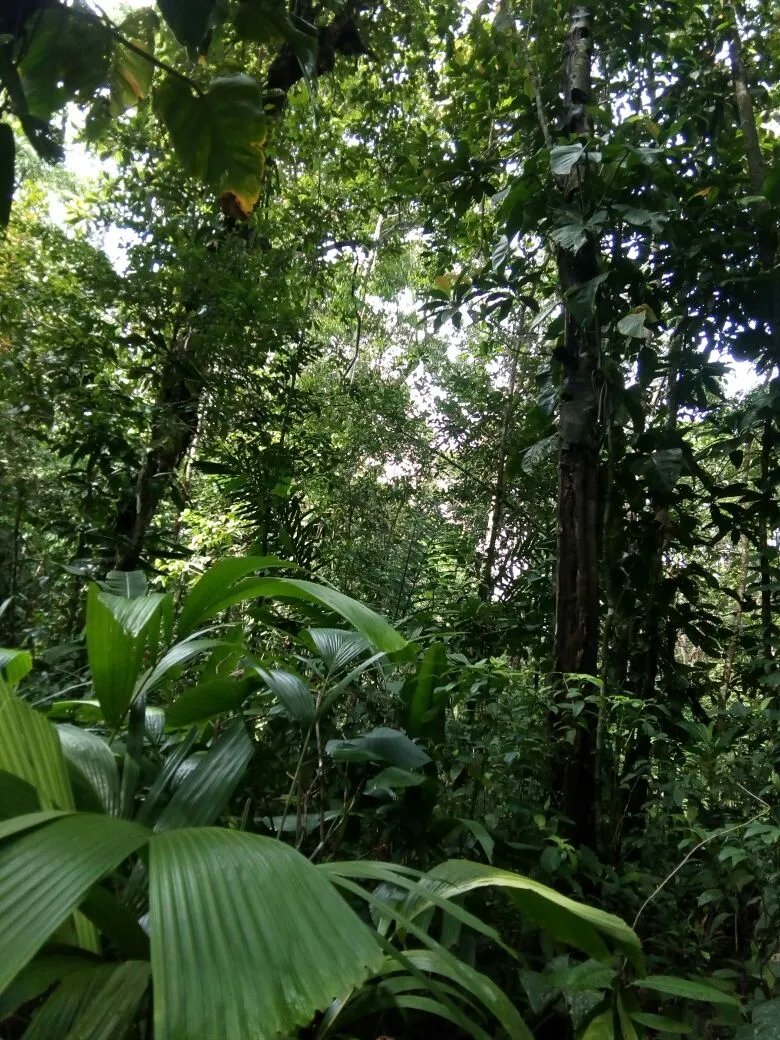 OCEAN FRONT PROPERTY FOR SALE, IN THE REGION OF CALOVEBORA, VERAGUAS.