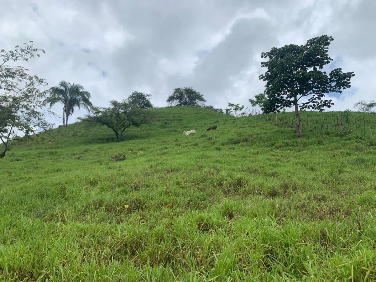 PROPERTY FOR SALE IN CHORRILLOS, REGION OF QUEBRADA GRANDE, VERAGUAS. ...