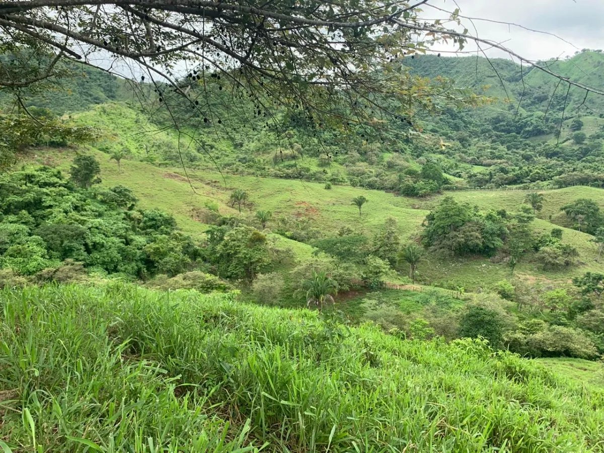 PROPERTY FOR SALE IN CHORRILLOS, REGION OF QUEBRADA GRANDE, VERAGUAS. ...