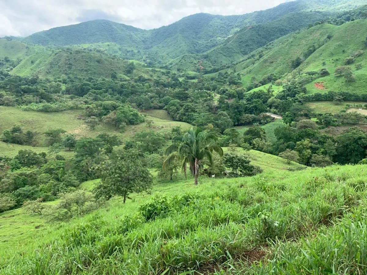 PROPERTY FOR SALE IN CHORRILLOS, REGION OF QUEBRADA GRANDE, VERAGUAS. 23 HECTARES (56.83 ACRES).