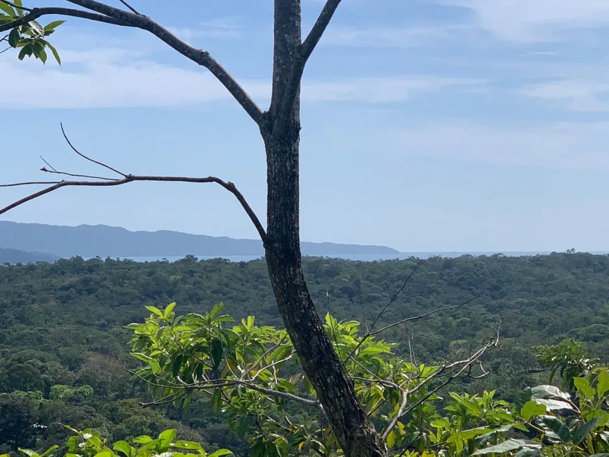 89 HECTARES (219.92 ACRES) PROPERTY FOR SALE, VERAGUAS, TOWN OF HICACO, NEXT TO SANTA CATALINA.