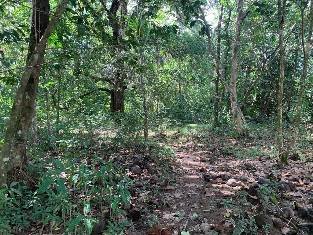 INCREÍBLE PROPIEDAD FRENTE AL MAR EN VENTA, 14 HECTÁREAS (34.59 ACRES); EN PLAYA ROSARIO, PIXVAE.
