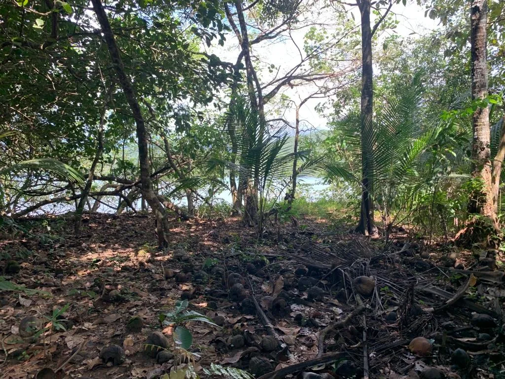 INCREÍBLE PROPIEDAD FRENTE AL MAR EN VENTA, 14 HECTÁREAS (34.59 ACRES); EN PLAYA ROSARIO, PIXVAE.