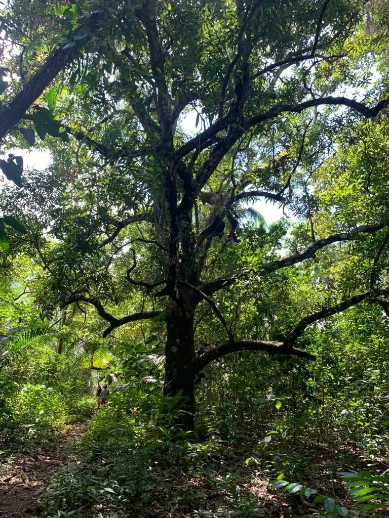 INCREÍBLE PROPIEDAD FRENTE AL MAR EN VENTA, 14 HECTÁREAS (34.59 ACRES); EN PLAYA ROSARIO, PIXVAE.